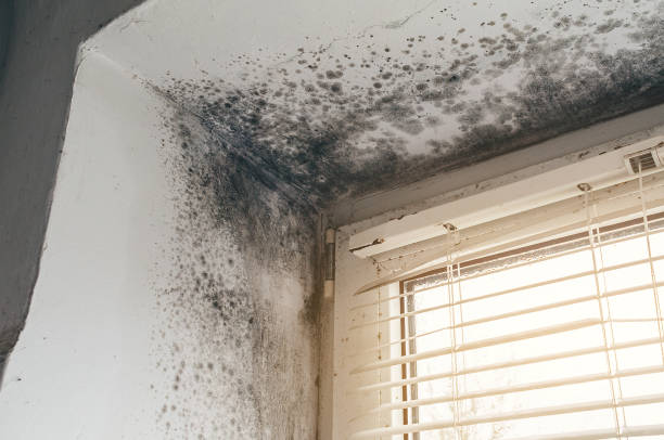 Affordable Mold Removal solutions in Lincoln, IL